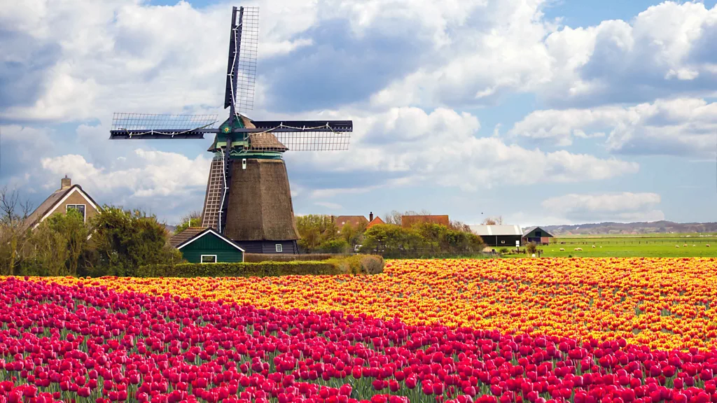 Hollanda'nın Lale Cenneti: Keukenhof ve Bollenstreek'teki En İyi Çiçek Açma Deneyimleri